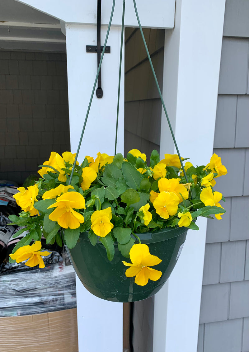 10" Hanging Basket of Pansies