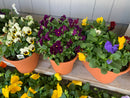 12" Oval Planter of Pansies
