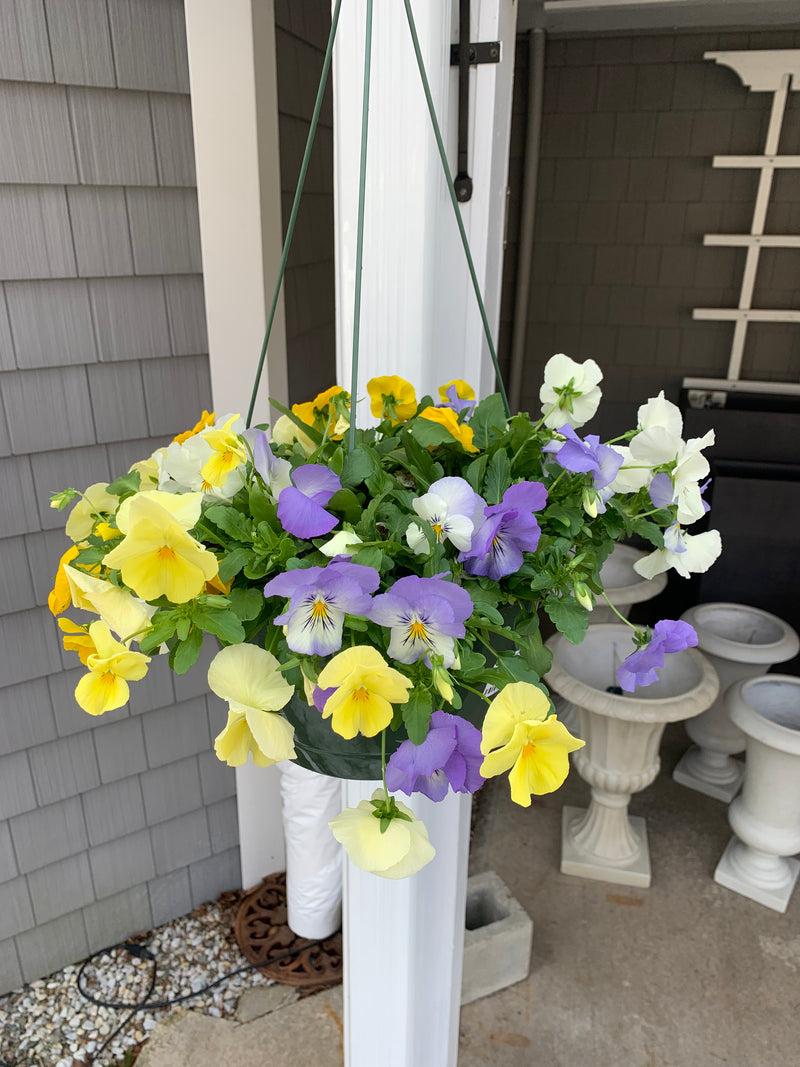 10" Hanging Basket of Pansies