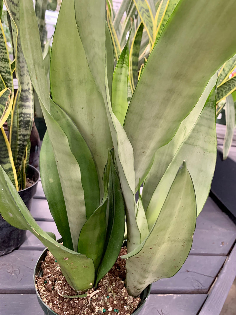 6" Moonshine Sanseveria
