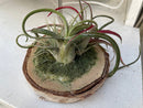Assorted Air Plants Starting at