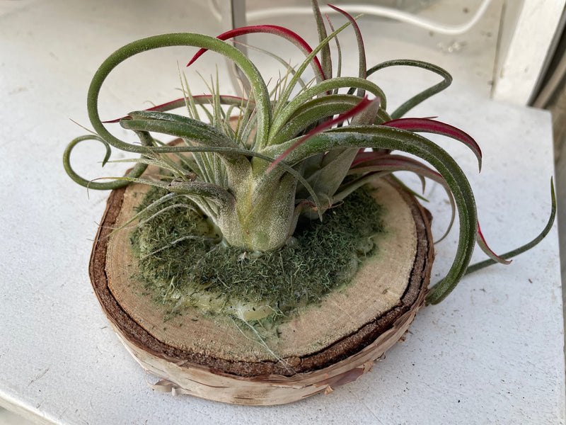 assorted air plants Assorted Air Plants Starting at