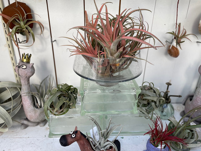 assorted air plants Assorted Air Plants Starting at