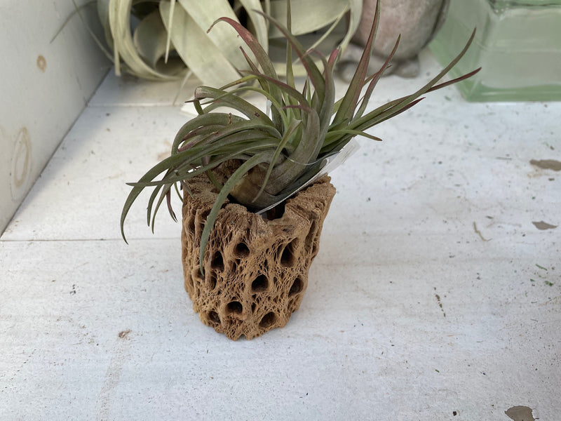 Assorted Air Plants Starting at