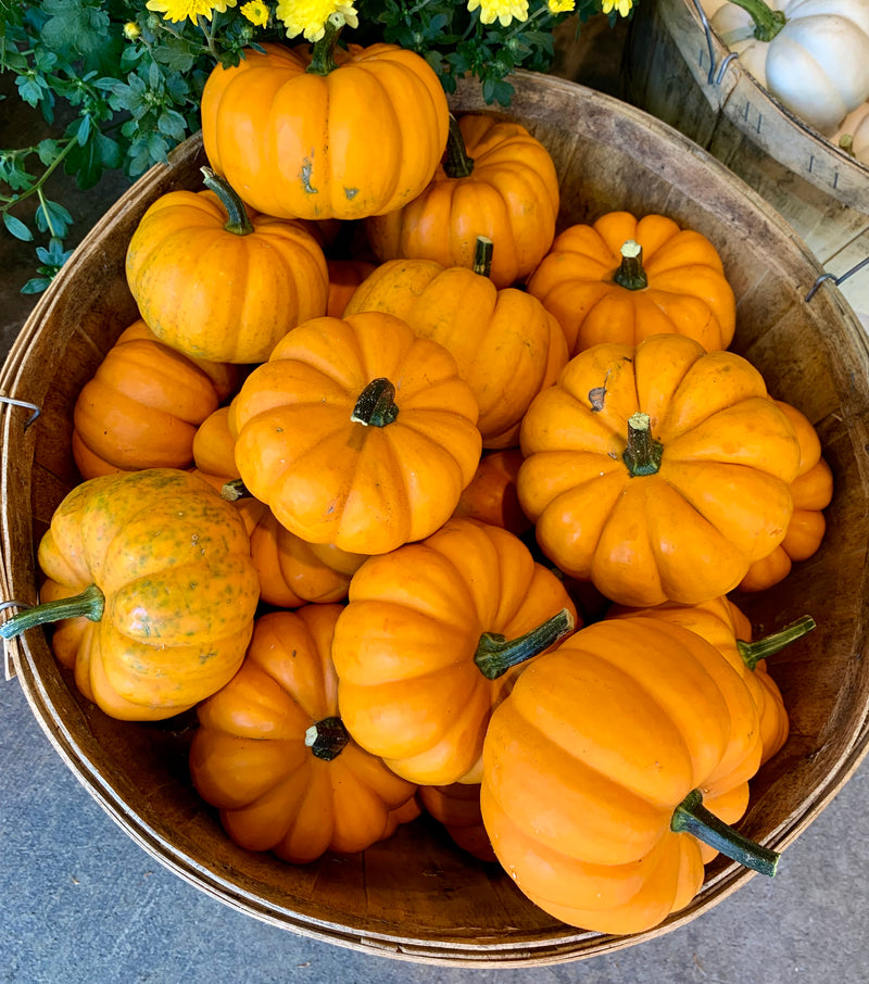 Mini Decorative Pumpkins