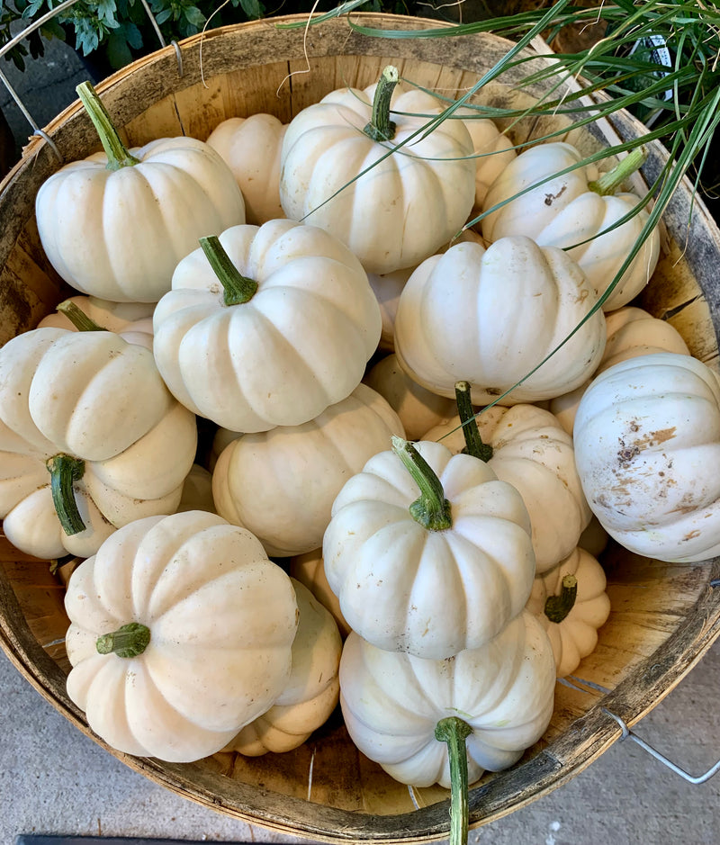 Mini Decorative Pumpkins