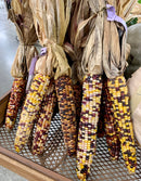 Indian Corn