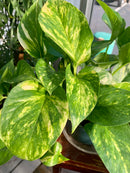 Pothos
