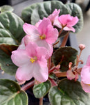 African Violets