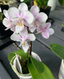 Moth Orchids