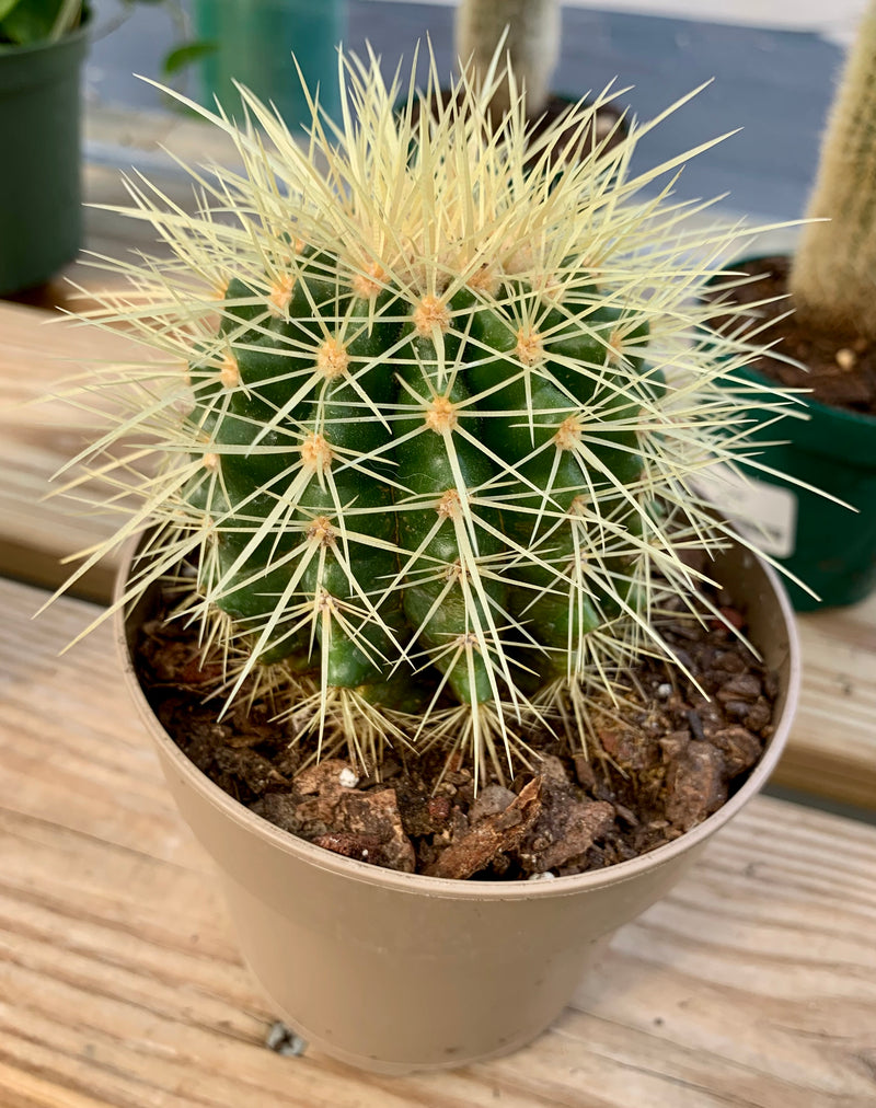 4" Barrel Cactus