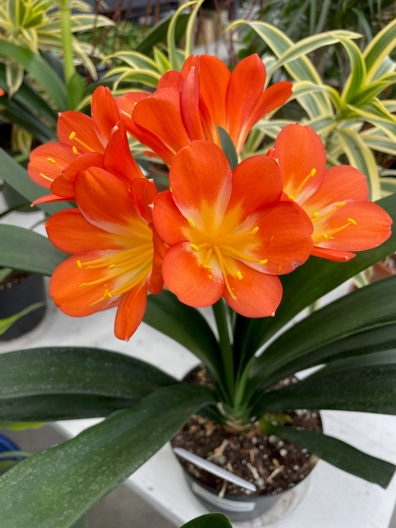 6" Clivia Miniata