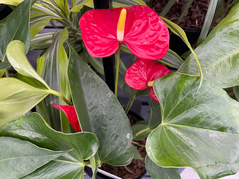 6" Anthurium