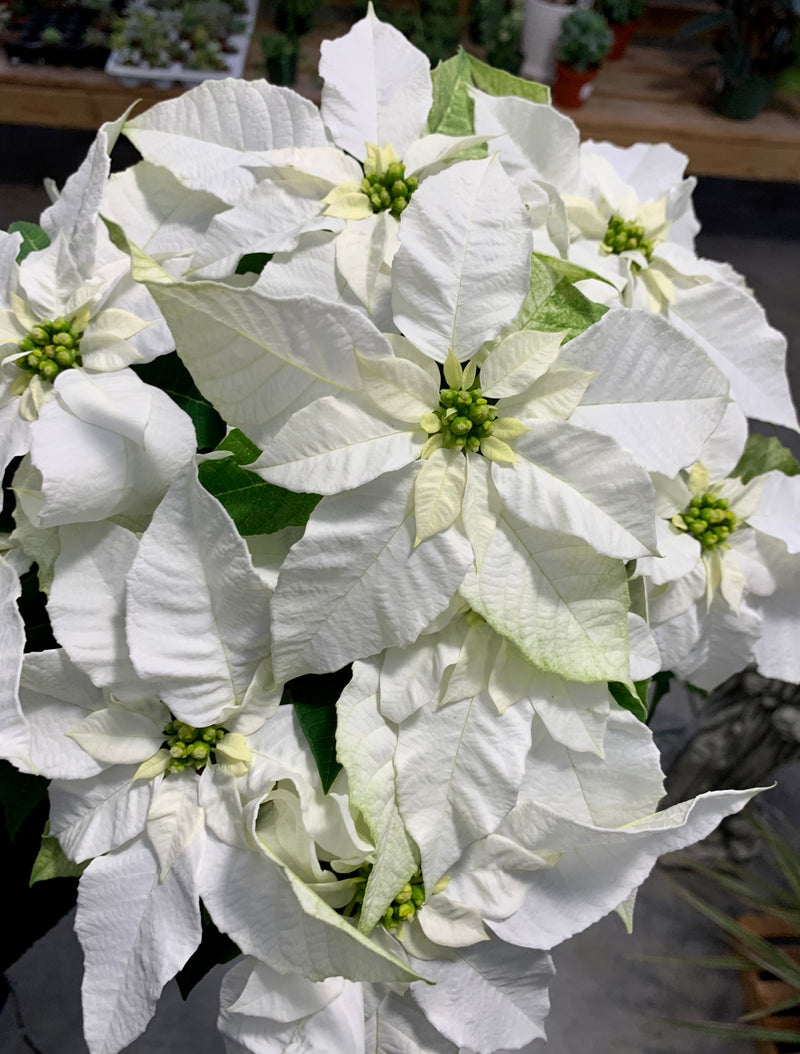 6" Holiday Poinsettia