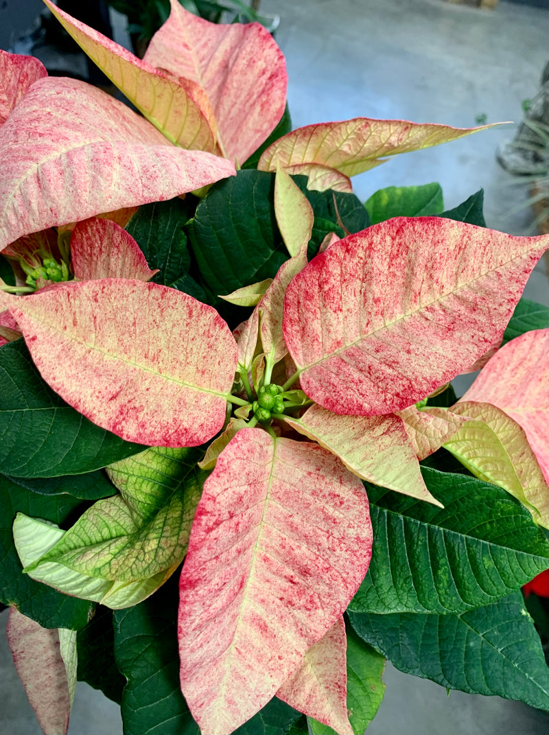 6" Holiday Poinsettia