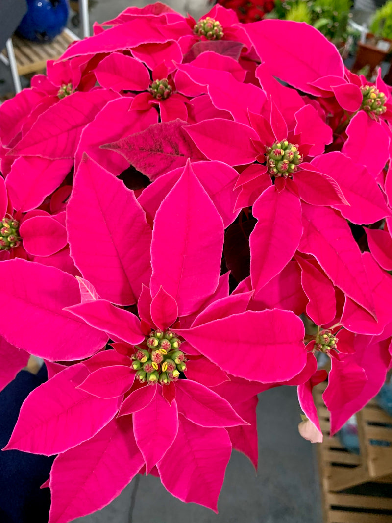 6" Holiday Poinsettia