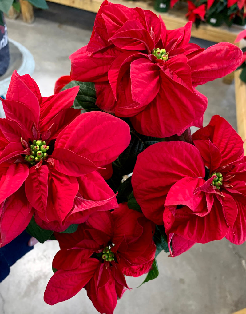 6" Holiday Poinsettia