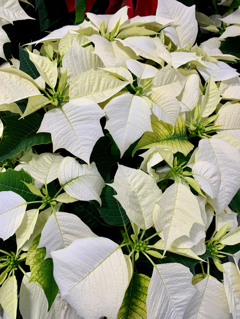 8" Holiday Poinsettia