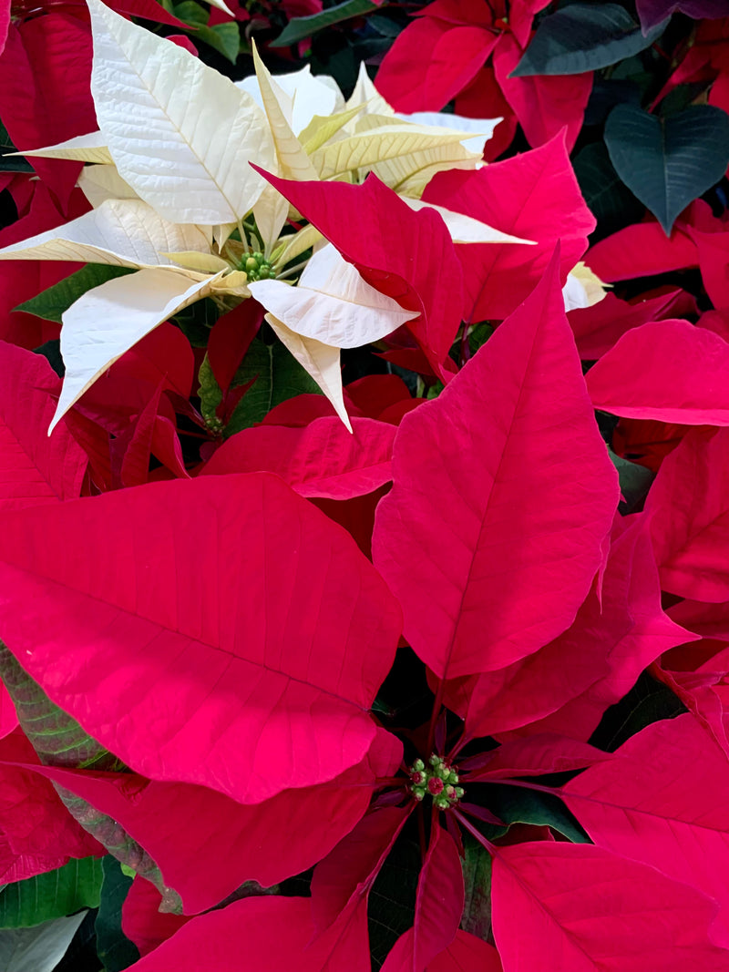 8" Holiday Poinsettia