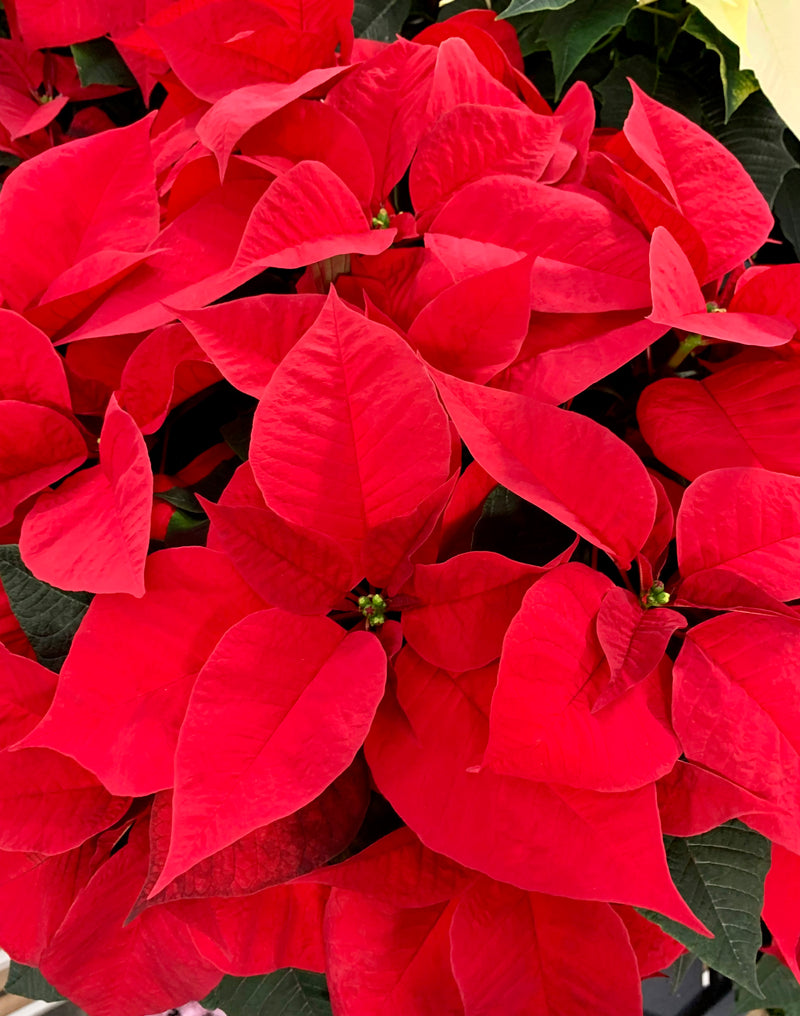 8" Holiday Poinsettia