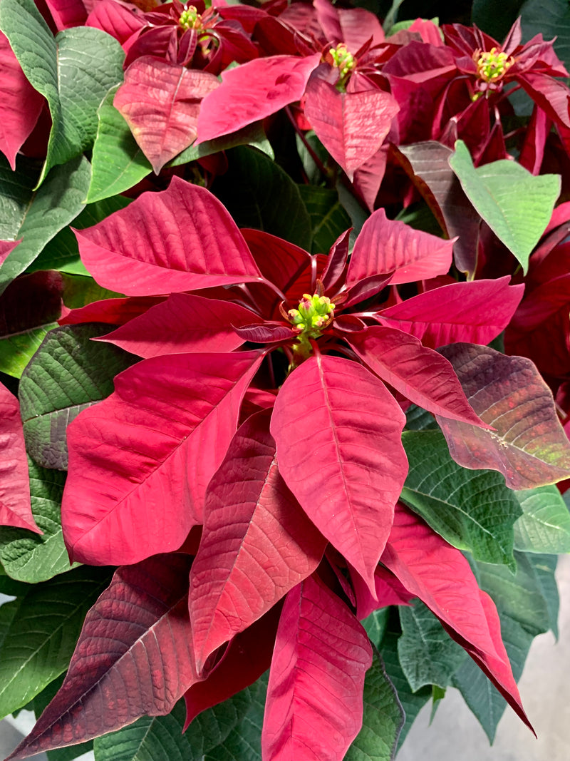 8" Holiday Poinsettia