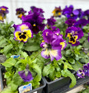 4" pot of Pansies