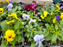 4" pot of Pansies