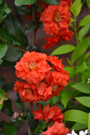 Double Take Orange Flowering Quince