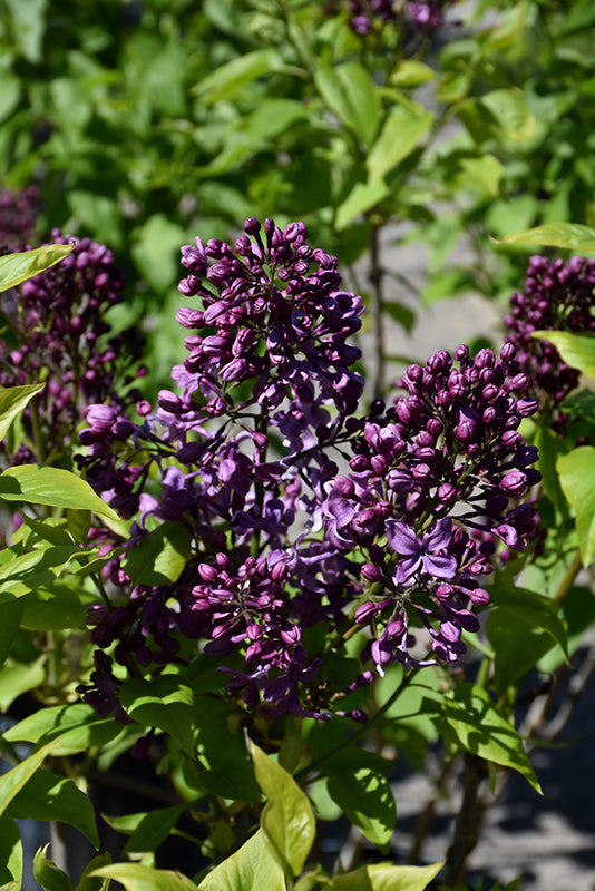 Purple Glory Lilac