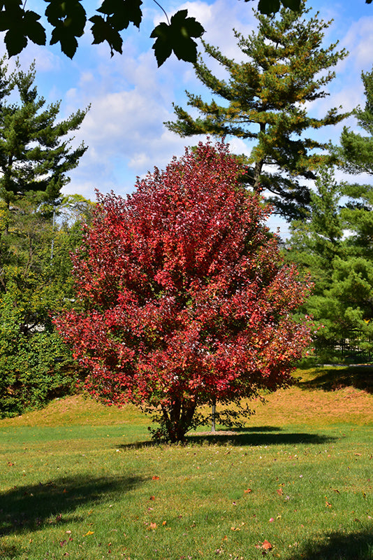 Redpointe Red Maple