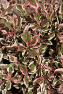 My Monet Weigela