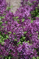 Bloomerang Dark Purple Lilac