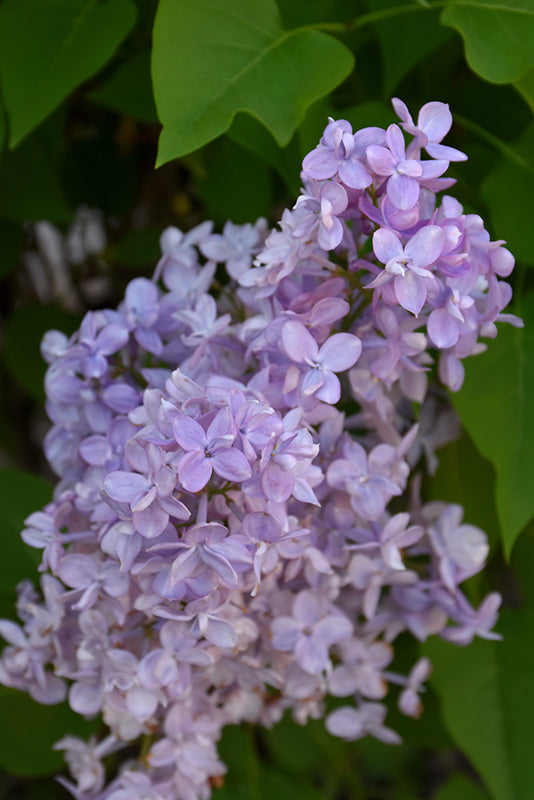 Scentara Double Blue Lilac