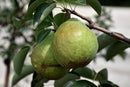 Bartlett Pear Tree - semi dwarf