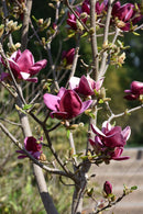 Genie Magnolia