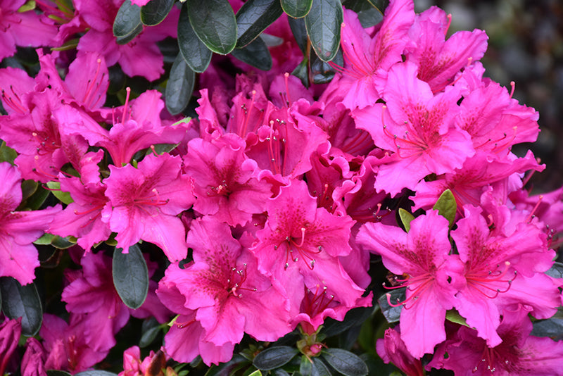 Girard's Fuchsia Azalea