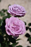 Blue Girl Tea Rose