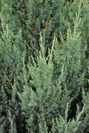 Blue Point Juniper