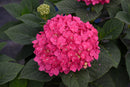Endless Summer Crush Hydrangea