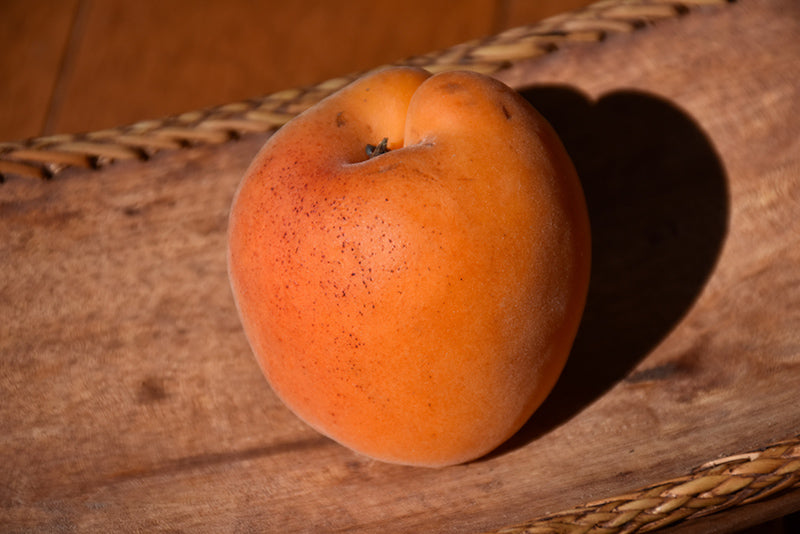 Apricot Tree: Goldstrike