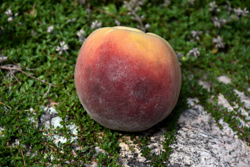 Peach Tree: Contender
