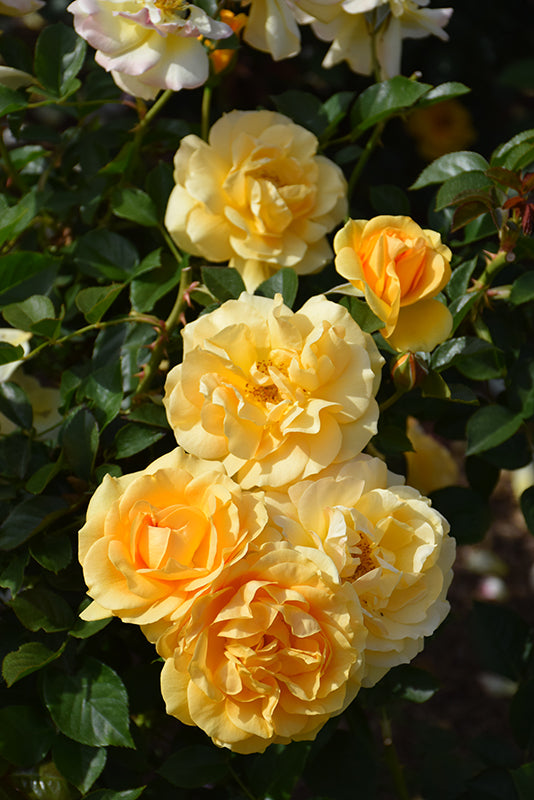 Julia Child Rose