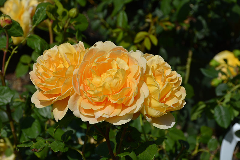 Golden Celebration Rose