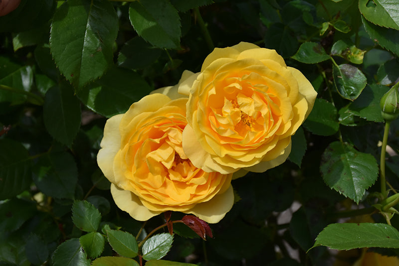 Julia Child Rose