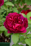 Darcey Bussell Rose