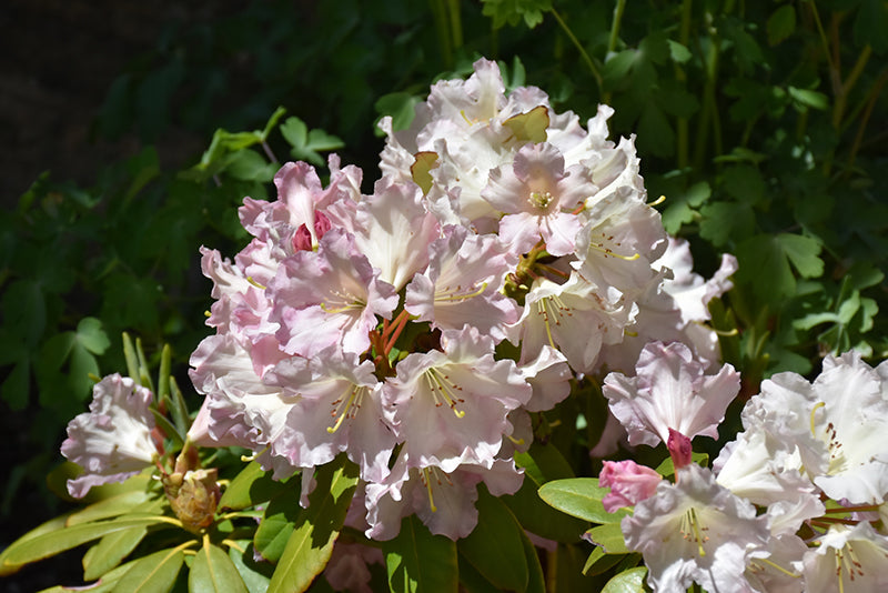 Hoopla Rhododendron