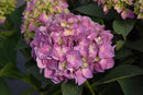 Sky View Hydrangea