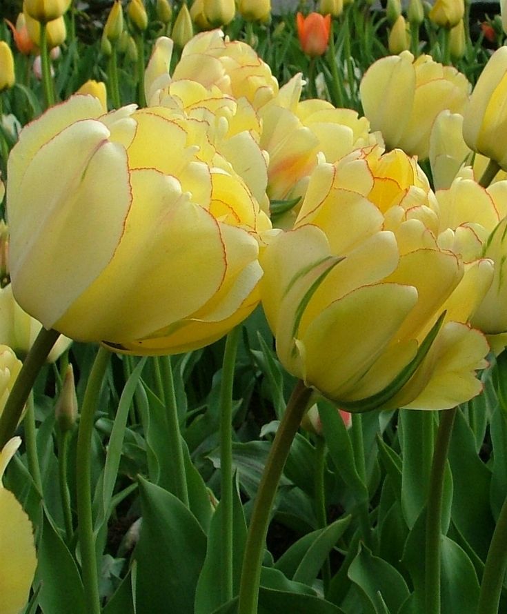Tulip Double Darwin Hybrid 'Akebono'