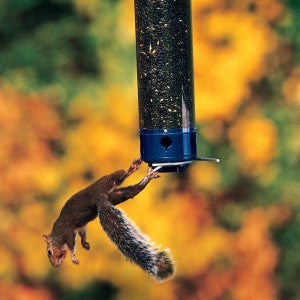 Droll Yankees Whipper Squirrel Proof Bird Feeder
