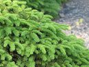 Bird's Nest Spruce
